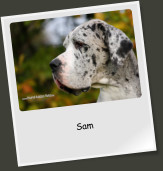 Sam