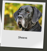 Sheeva