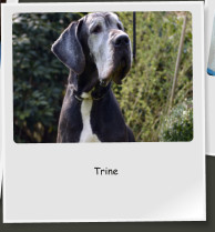 Trine