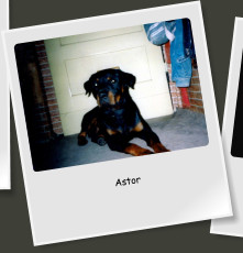 Astor